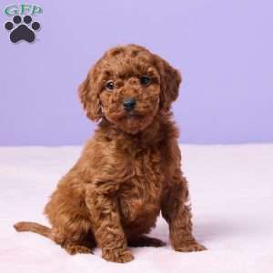 Myla, Miniature Poodle Puppy